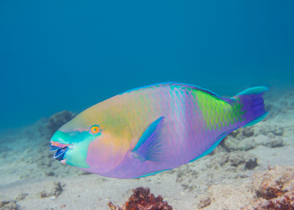 Rusty Parrotfish