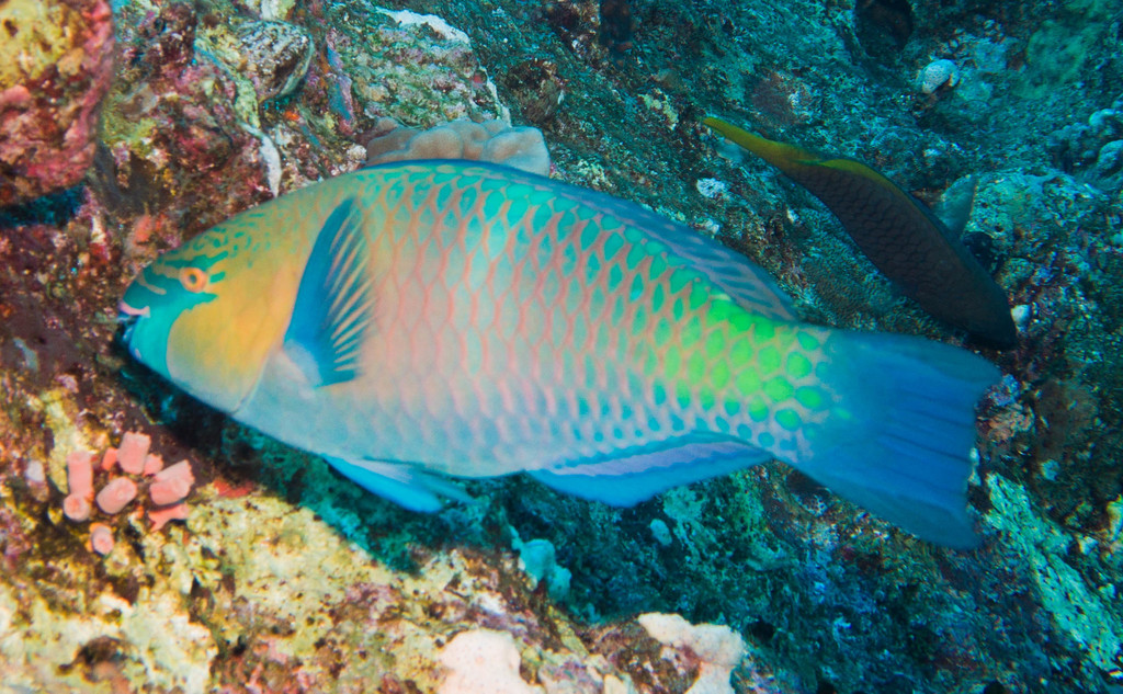 Rusty Parrotfish