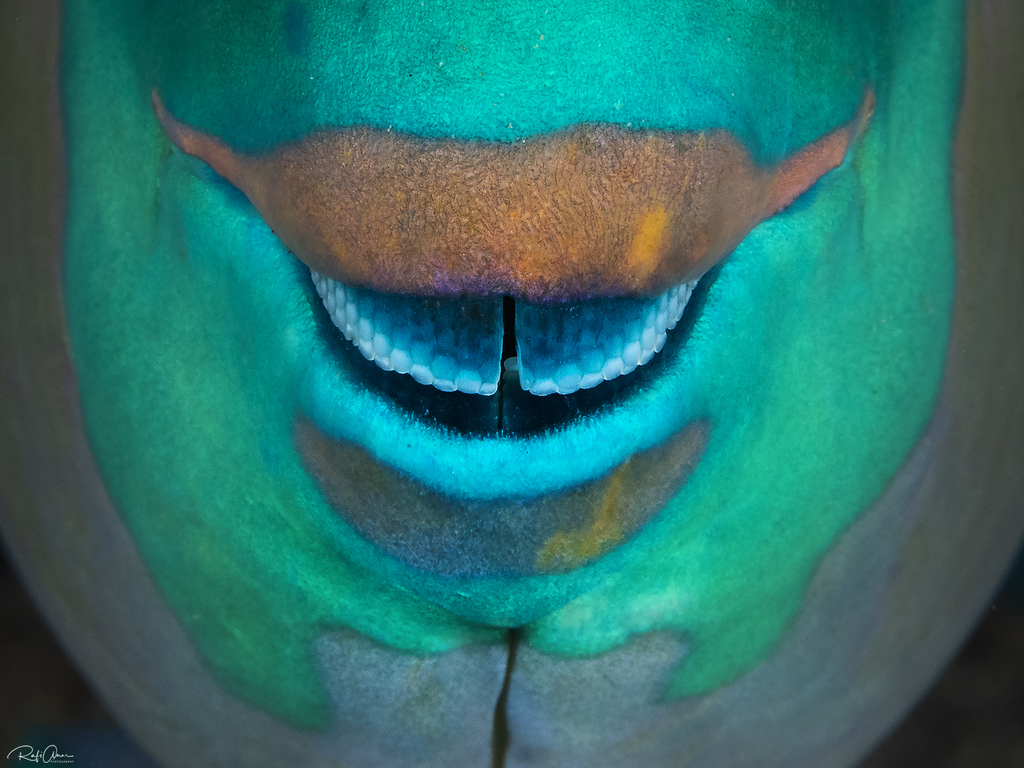 Rusty Parrotfish
