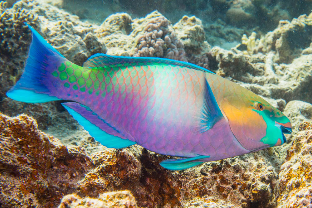 Rusty Parrotfish