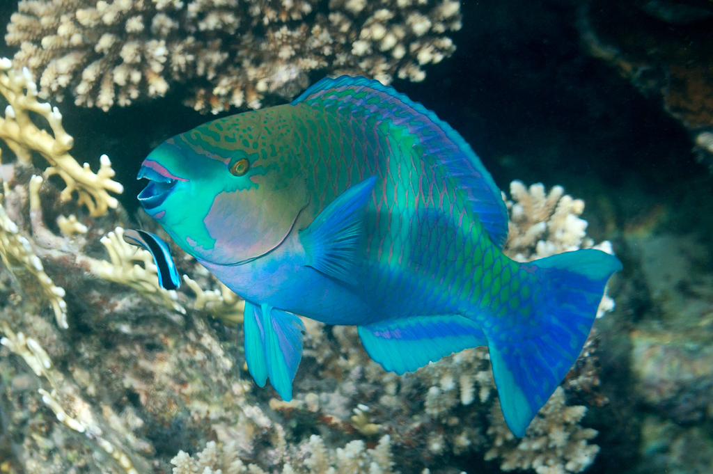 Rusty Parrotfish