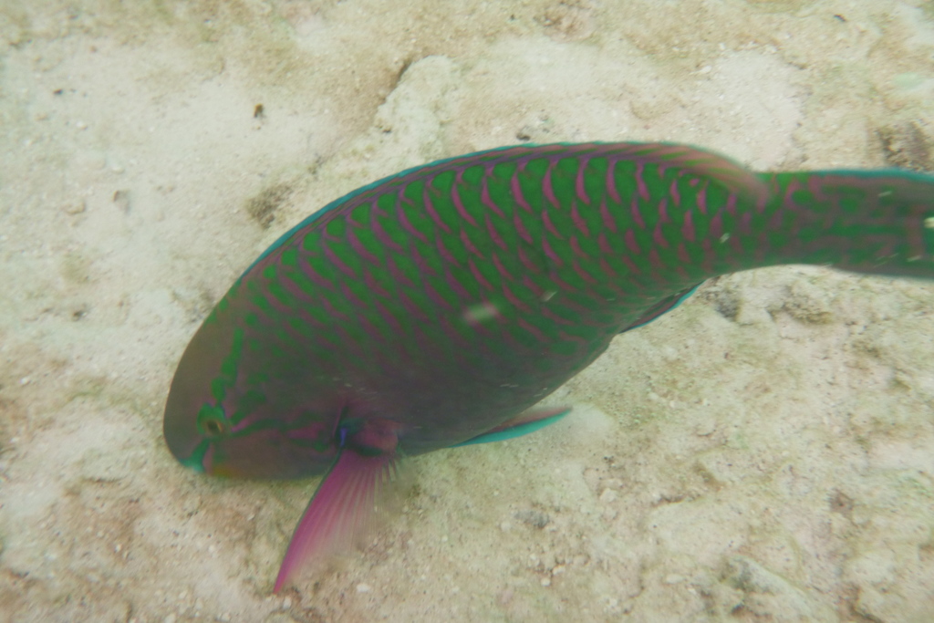 Eclipse Parrotfish