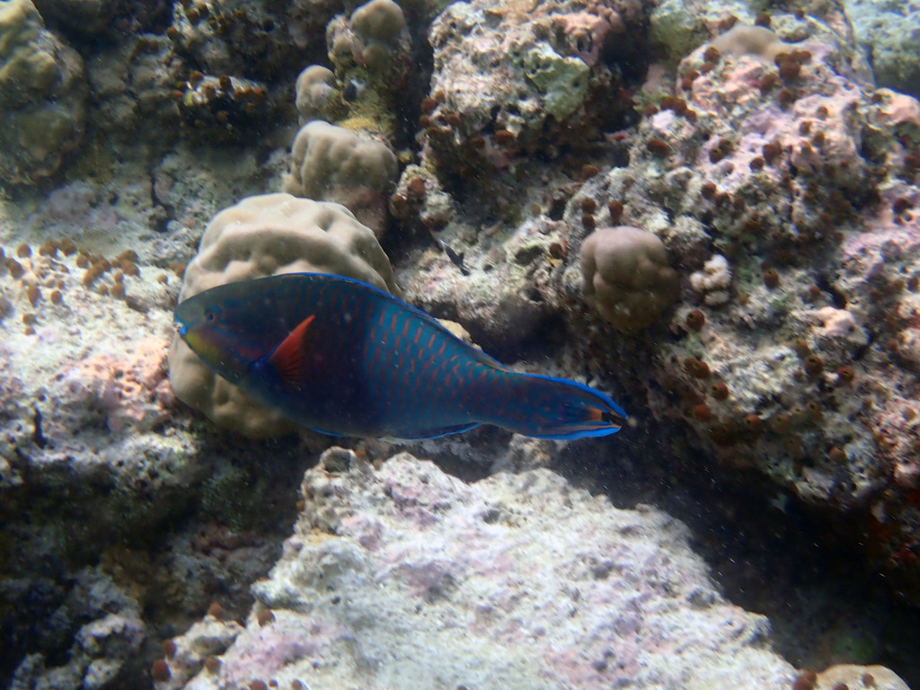 Eclipse Parrotfish
