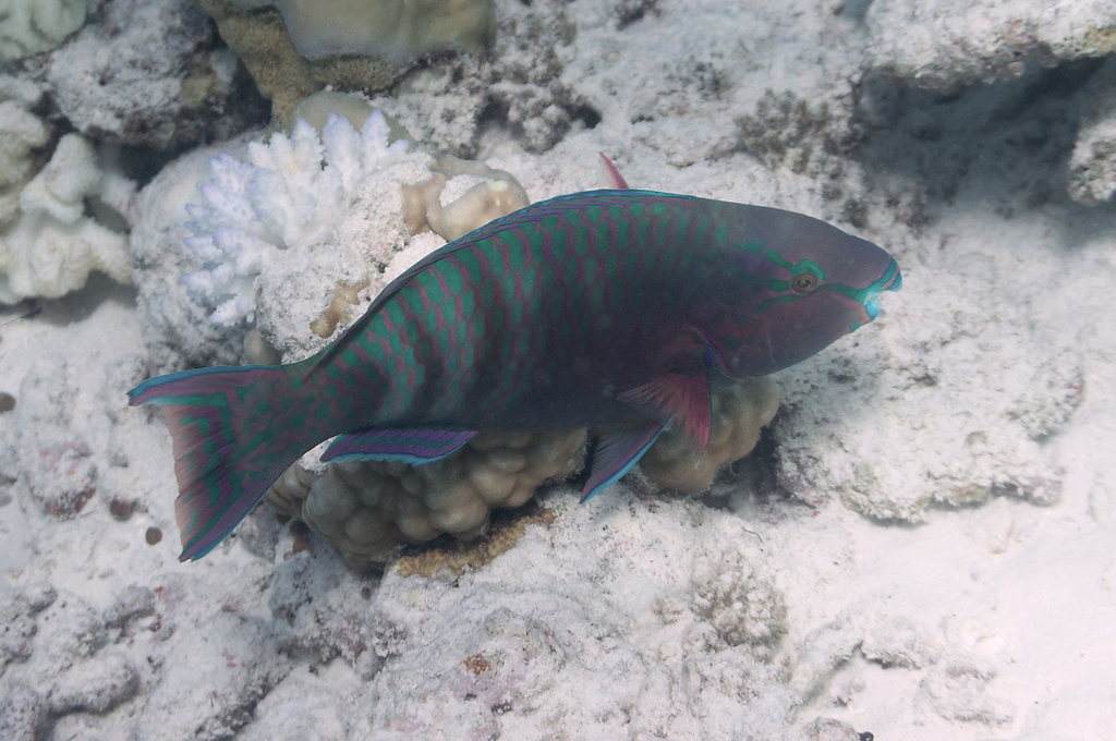 Eclipse Parrotfish