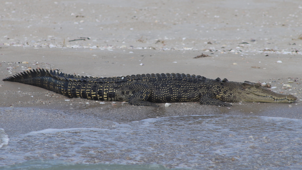 Crocodile marin