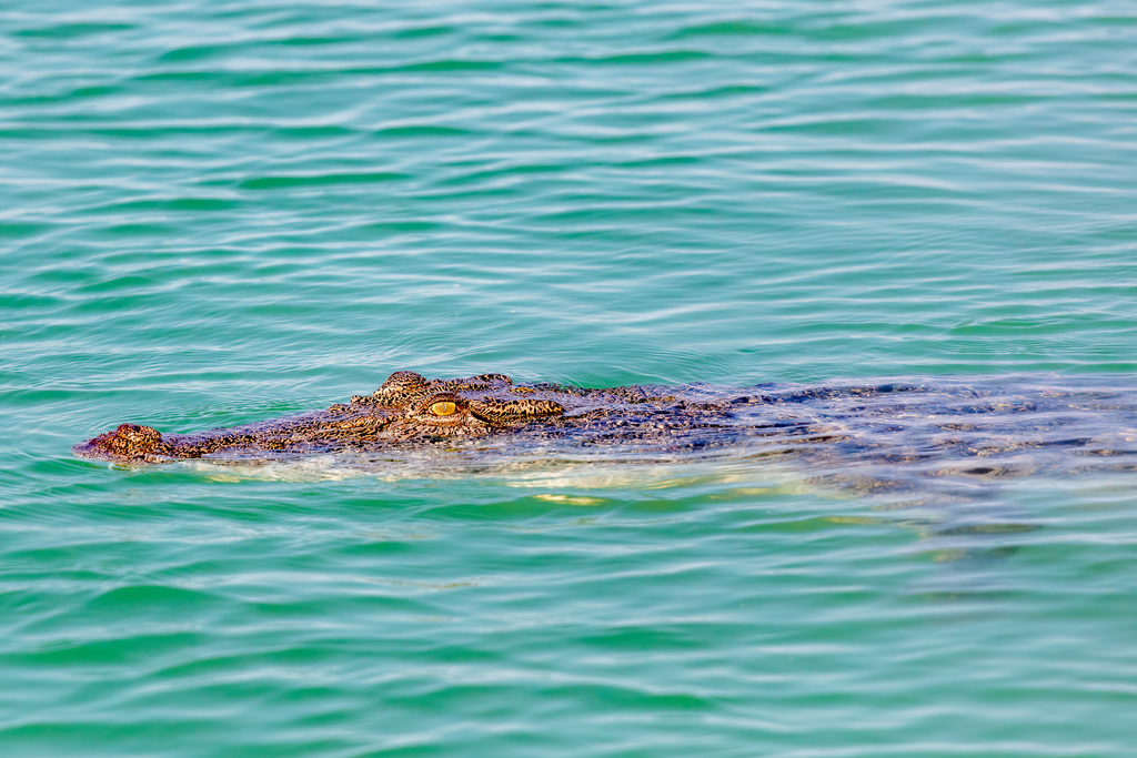 Crocodile marin