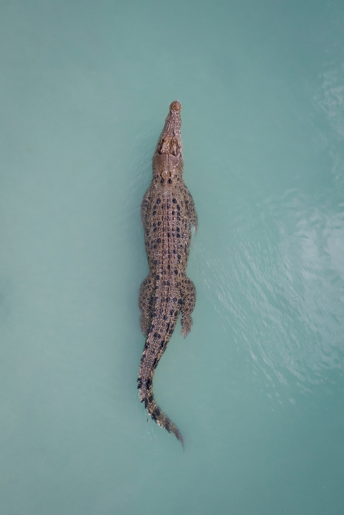 Crocodile marin