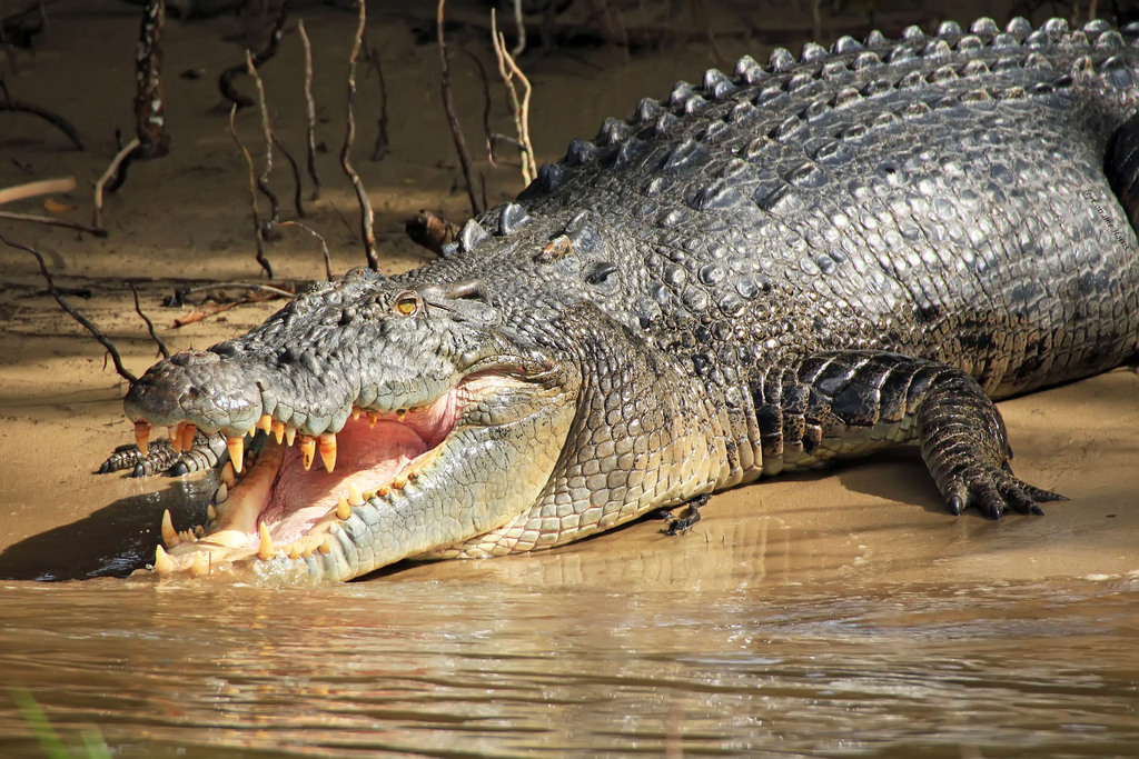 Crocodile marin