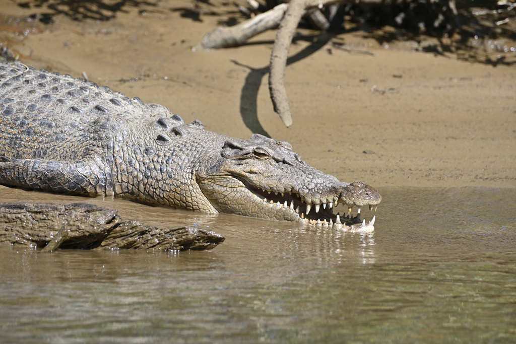 Crocodile marin