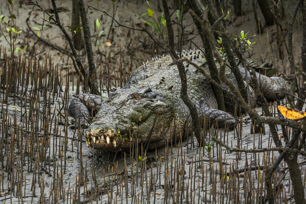 Crocodile marin