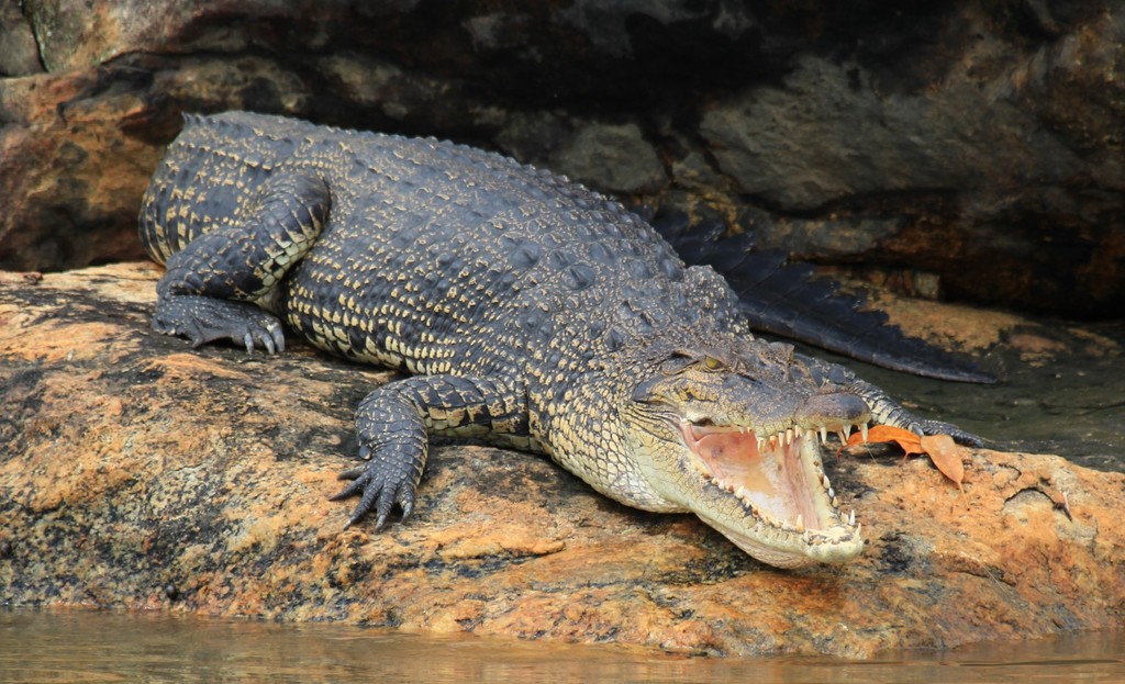Crocodile marin