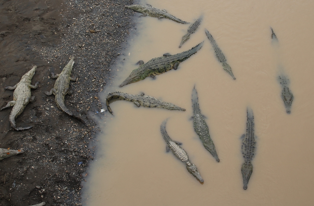 Crocodile Américain