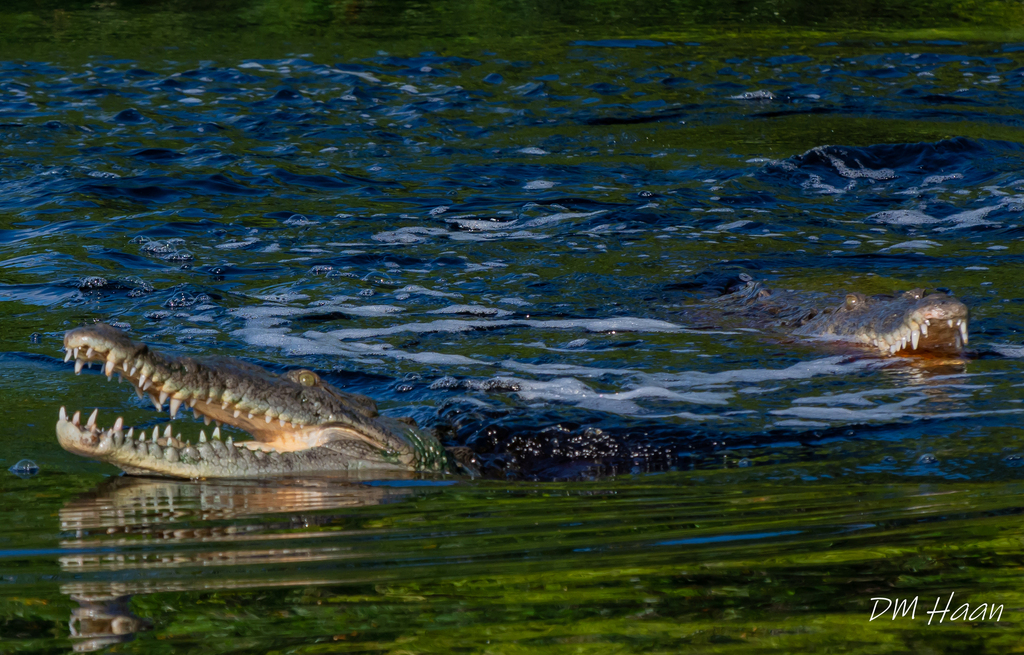 Crocodile Américain
