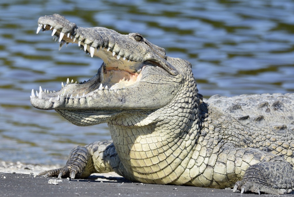 Crocodile Américain