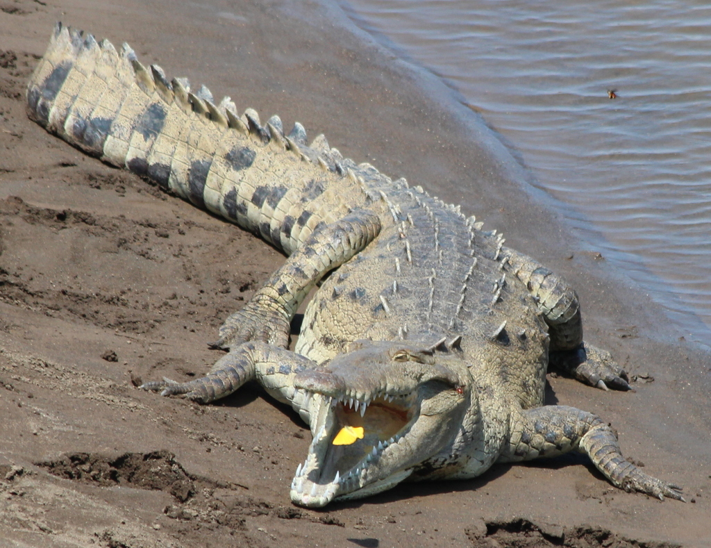 Crocodile Américain