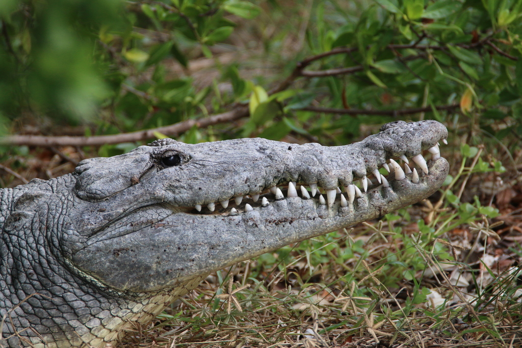 Crocodile Américain
