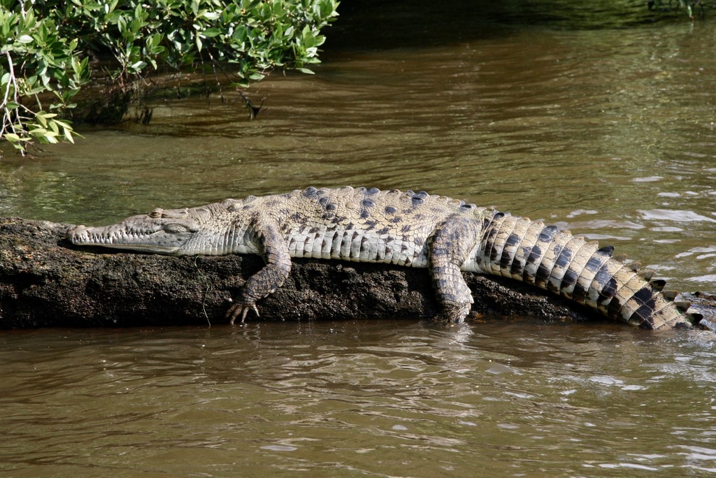 Crocodile Américain