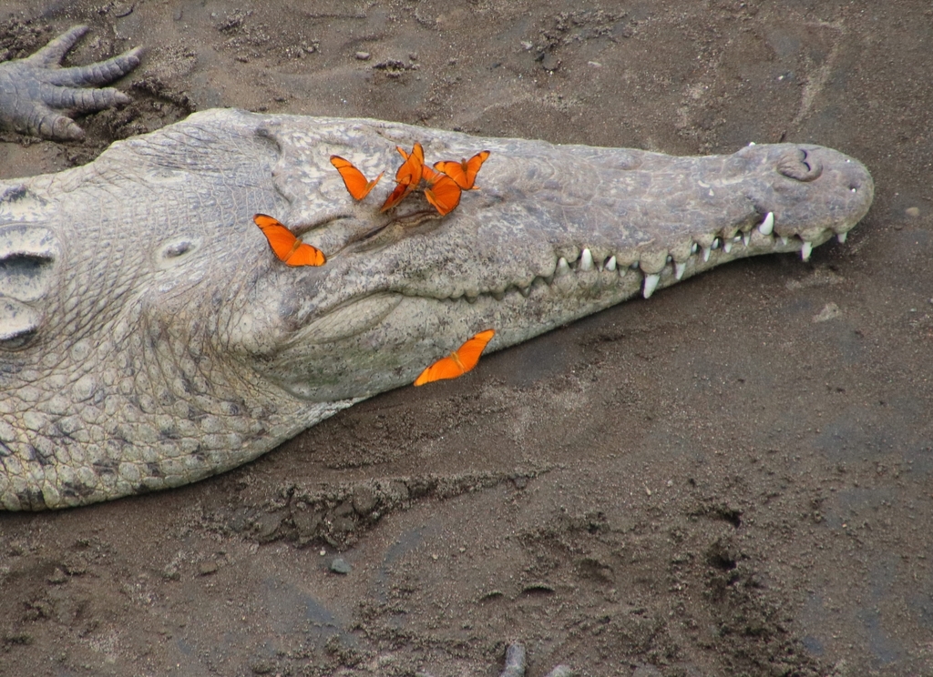 Crocodile Américain