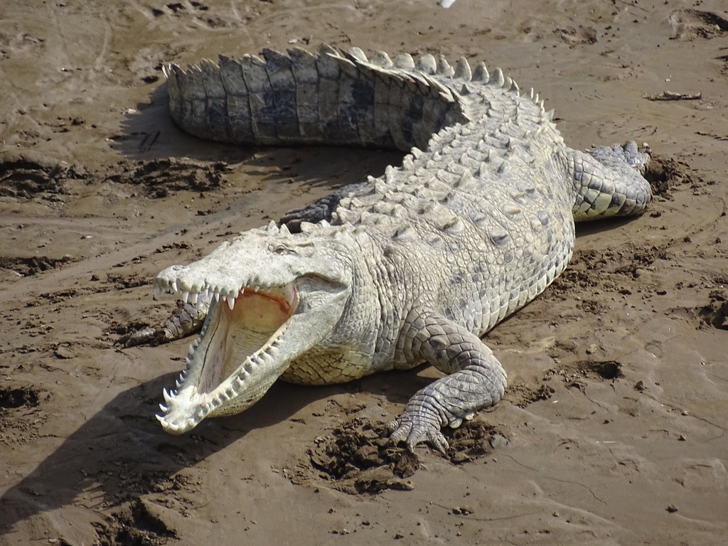 American Crocodile