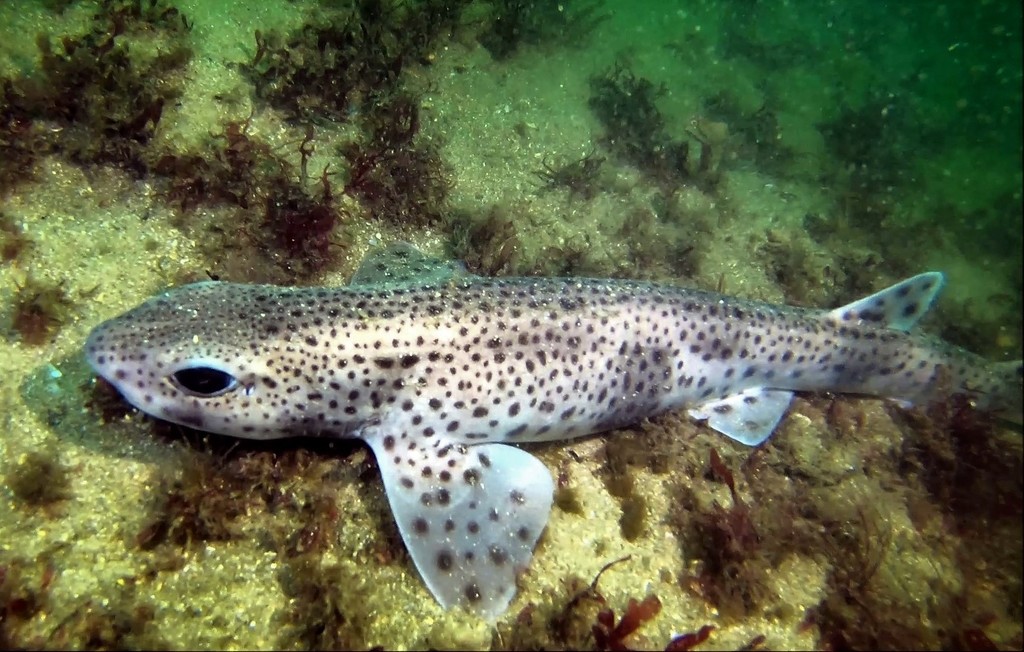 Small-Spotted Catshark