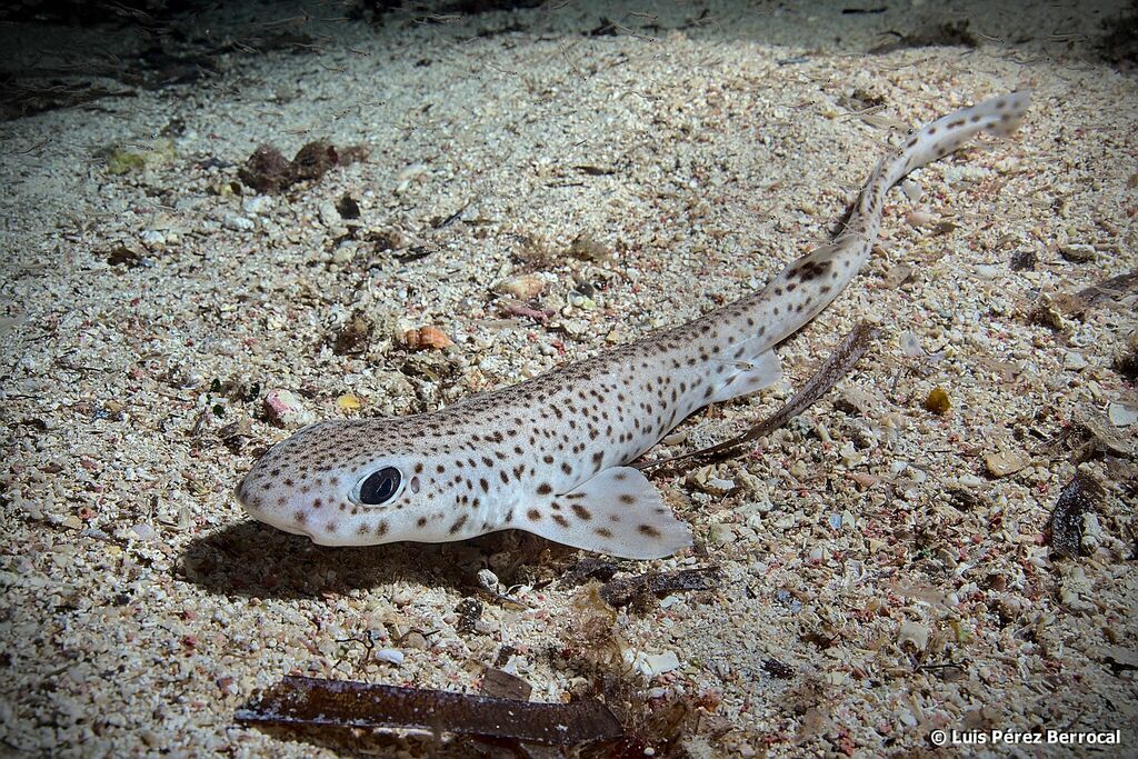 Small-Spotted Catshark