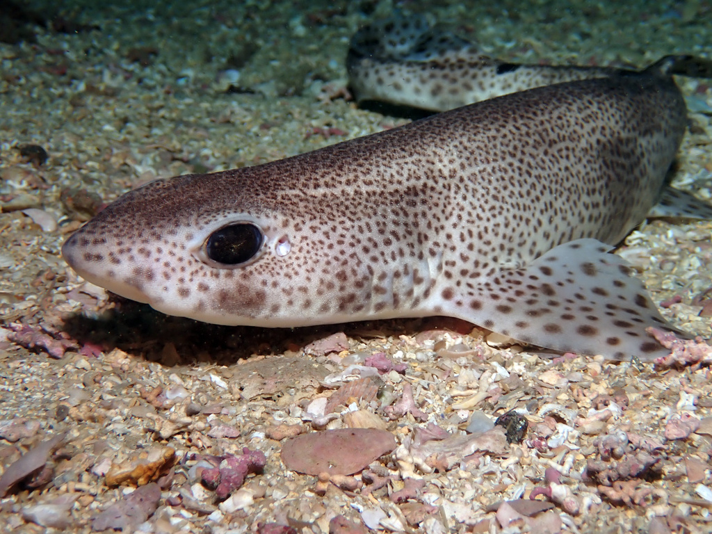 Small-Spotted Catshark