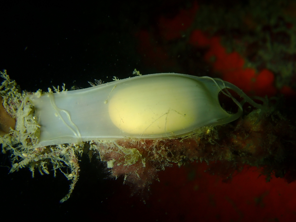 Small-Spotted Catshark