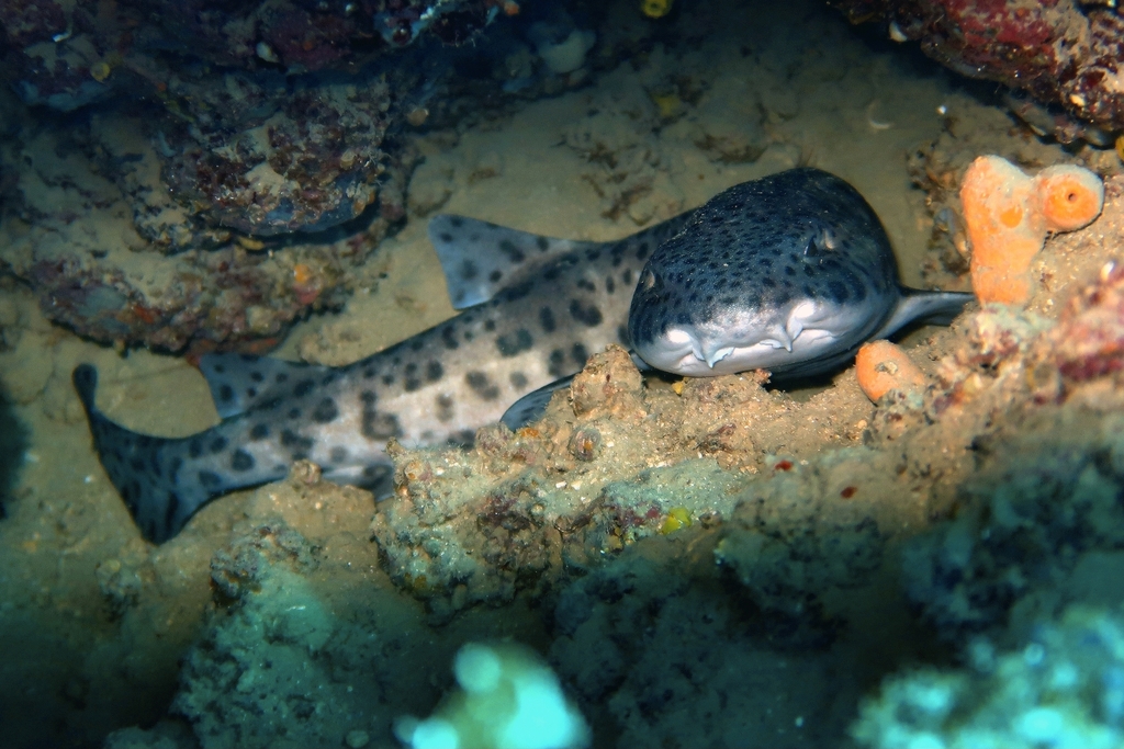 Nursehound