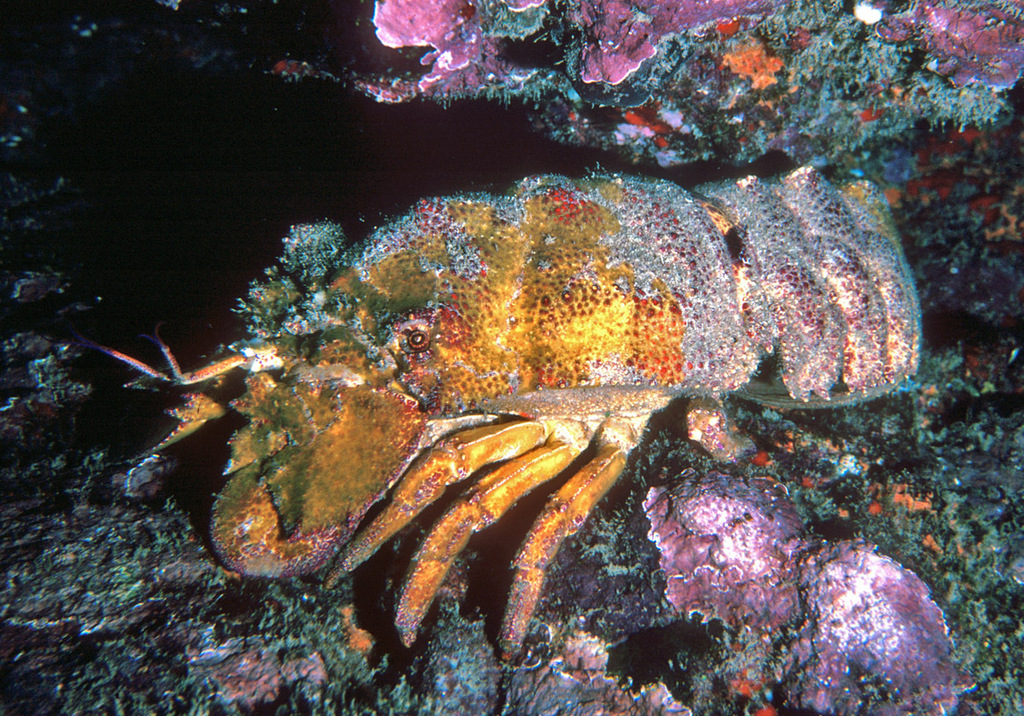 Ridgeback Slipper Lobster