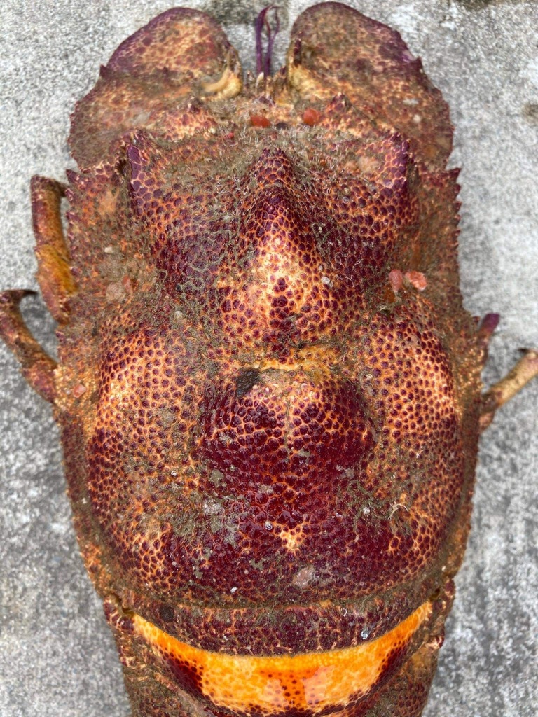 Cigale Ésope