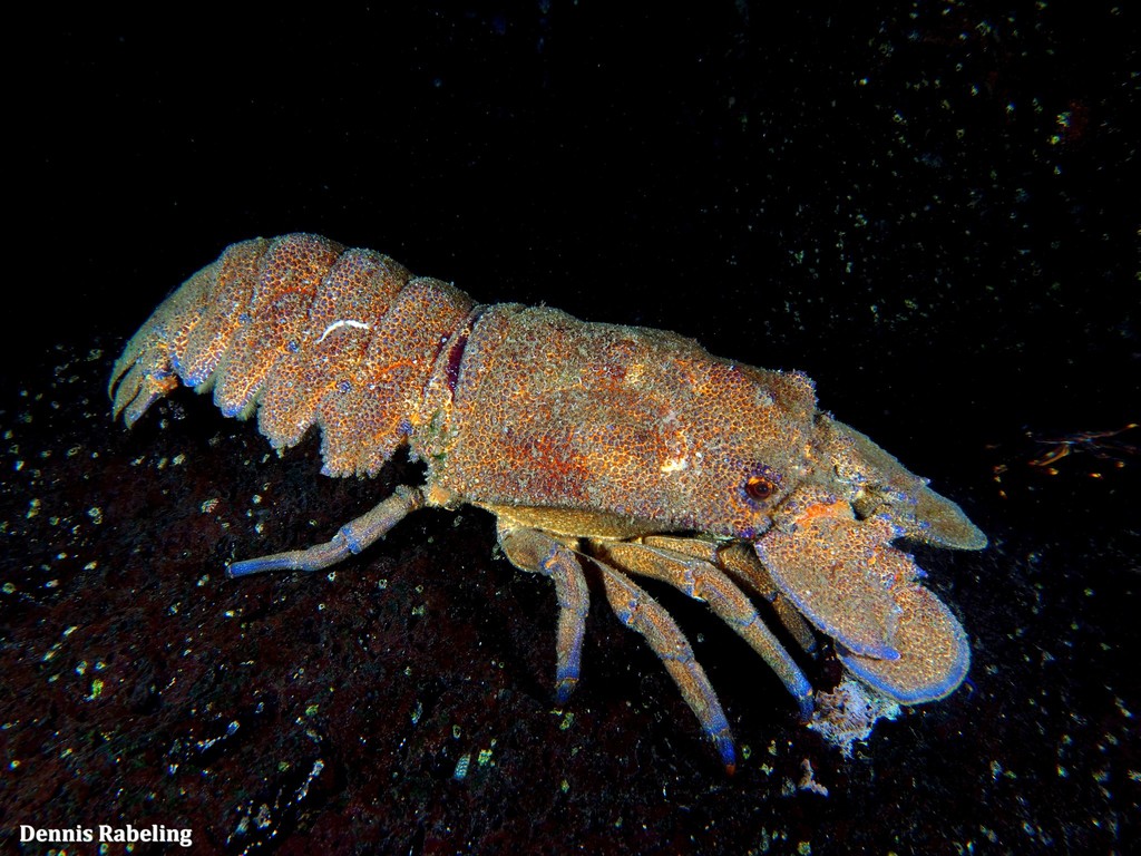 Grande cigale de mer