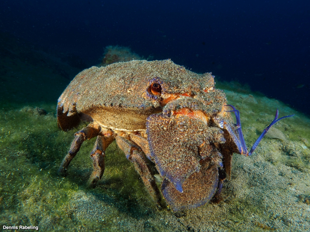 Grande cigale de mer