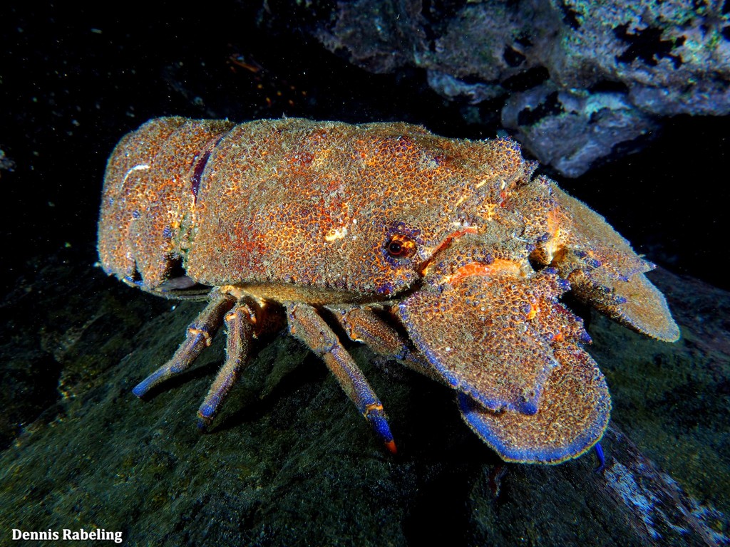Mediterranean Slipper Lobster