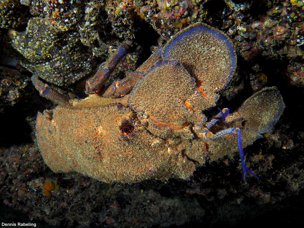 Grande cigale de mer