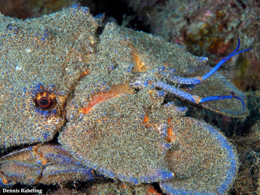 Grande cigale de mer