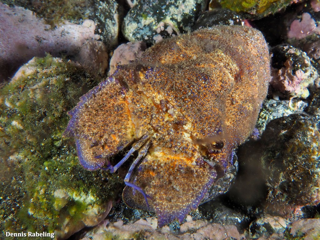 Grande cigale de mer