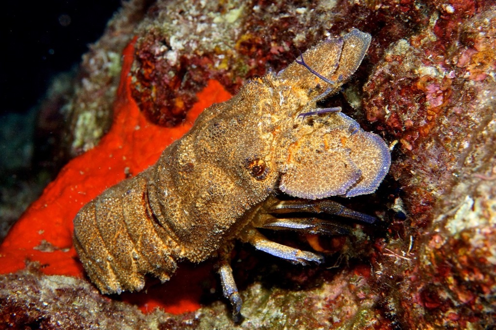 Grande cigale de mer