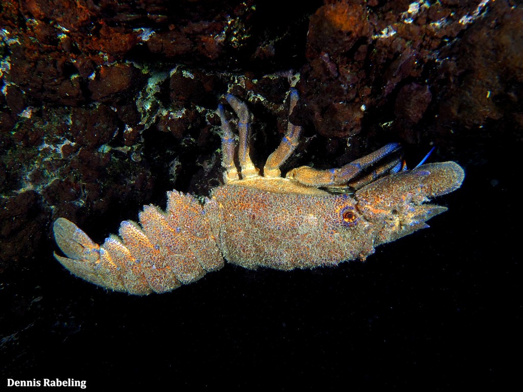 Grande cigale de mer