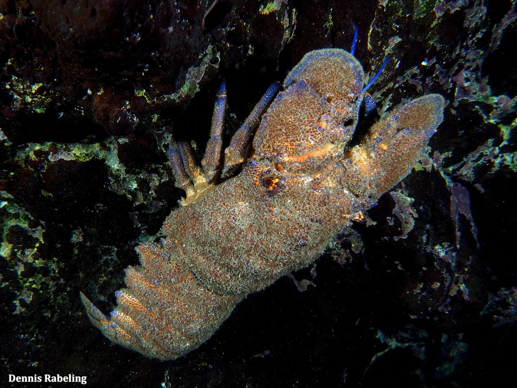 Grande cigale de mer
