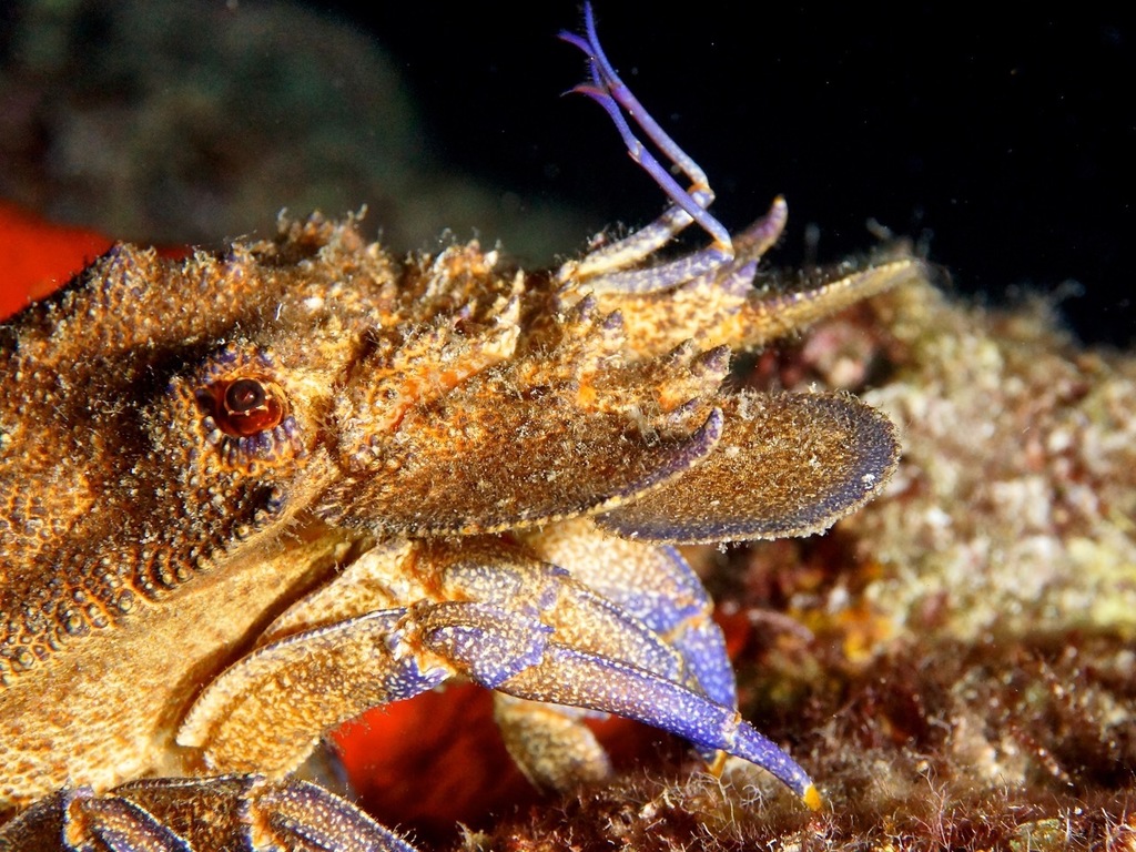 Grande cigale de mer