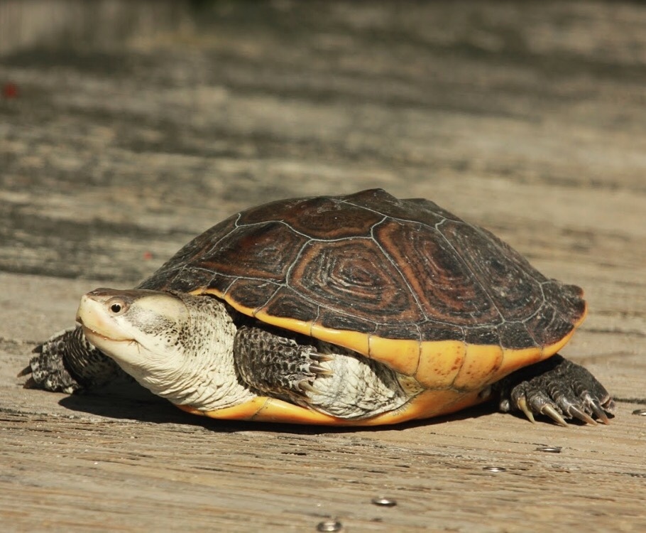 Diamondback Terrapin