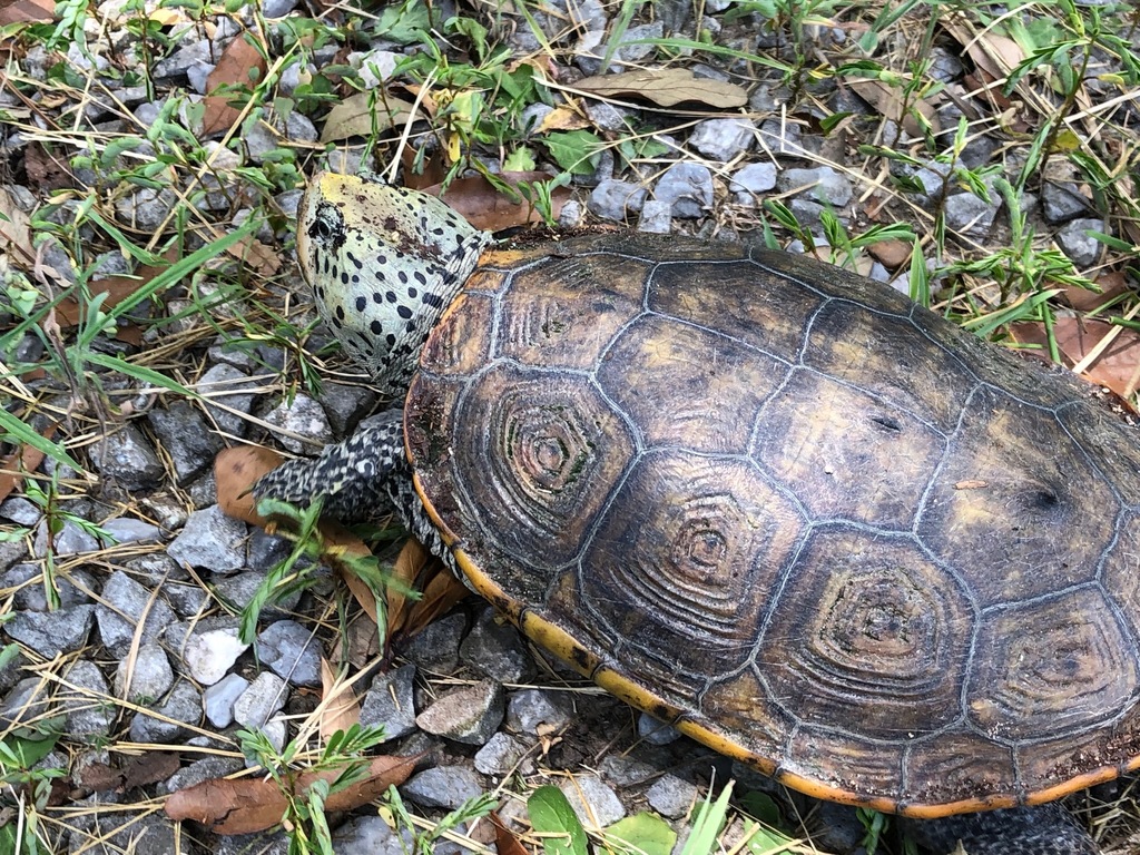 Diamondback Terrapin