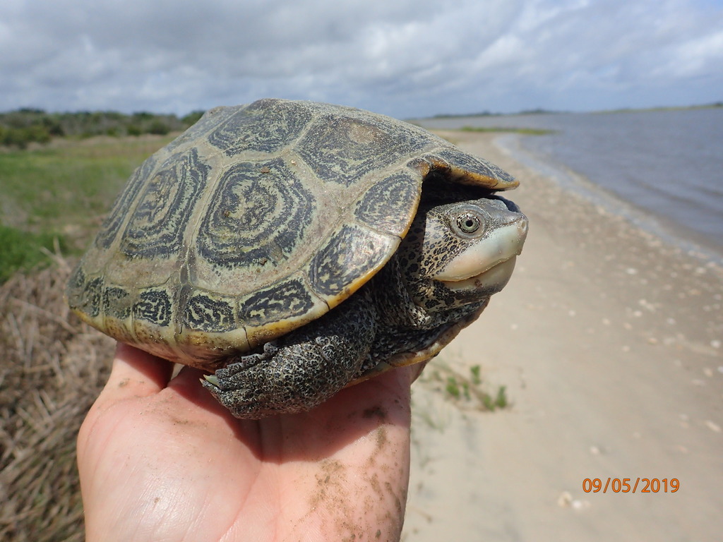 Diamondback Terrapin