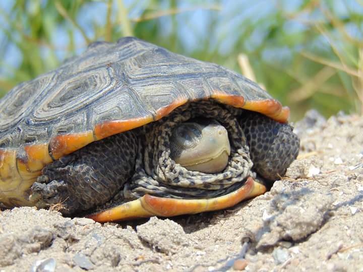 Diamondback Terrapin