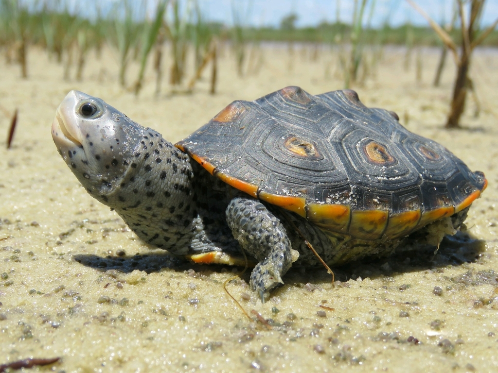 Diamondback Terrapin