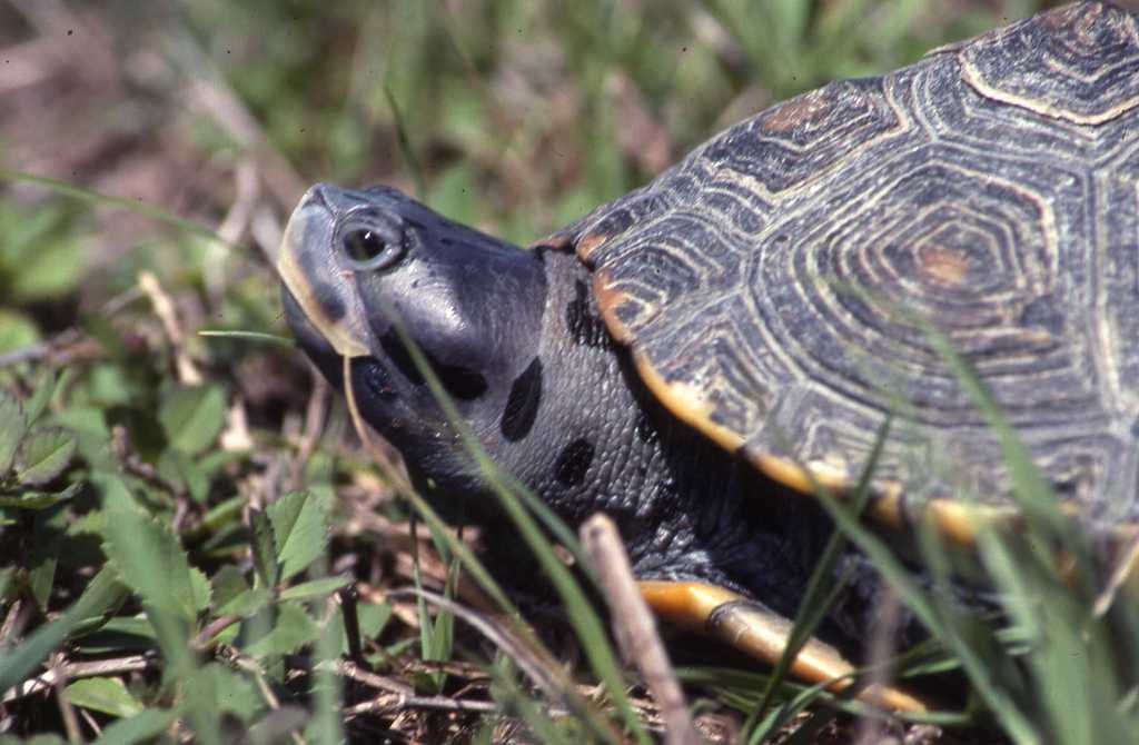 Diamondback Terrapin