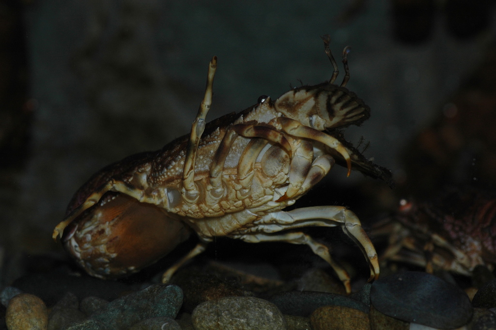 Petite cigale de mer