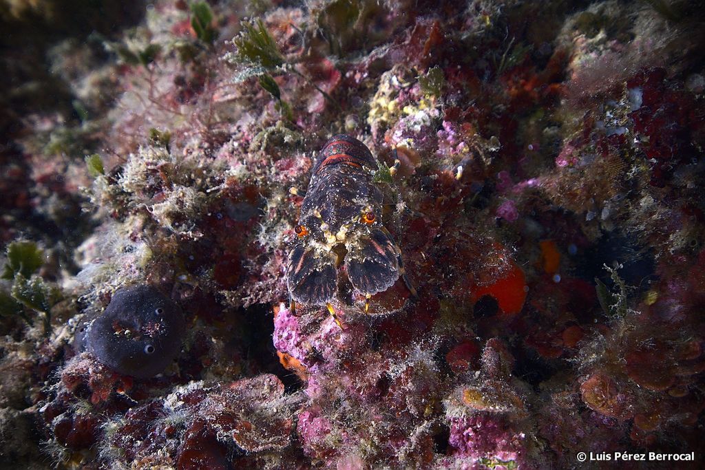 Petite cigale de mer