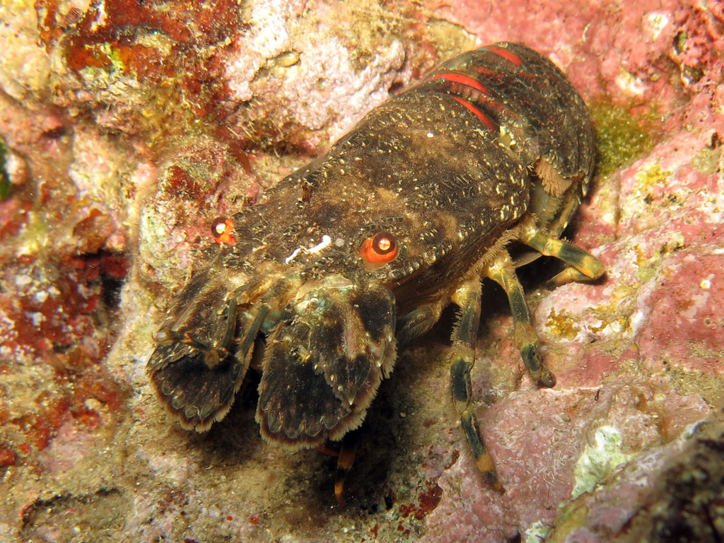 Small European Locust Lobster