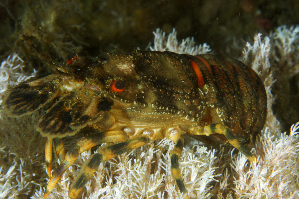 Petite cigale de mer
